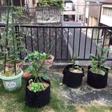 Quarantine-article-gardening.jpg